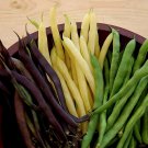 Three Color Bush Bean Mix Great Taste Beautiful Bright Colors Fresh Seeds Fast Shipping