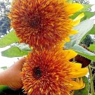 Tigers Eye Sunflower #3 15 Seeds Lots Of Double Flowers On Each Plant Fresh Seeds Fast Shipping