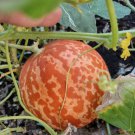 Tigger Melon Seeds The Most Beautiful Delicious Melon You Will Ever Grow Fresh Seeds Fast Shipping