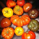 Tomato Mix 20 Seeds Fresh Seeds Fast Shipping