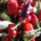 Tricolor Variegata Ornamental Pepper Med Heat Fresh Seeds Fast Shipping
