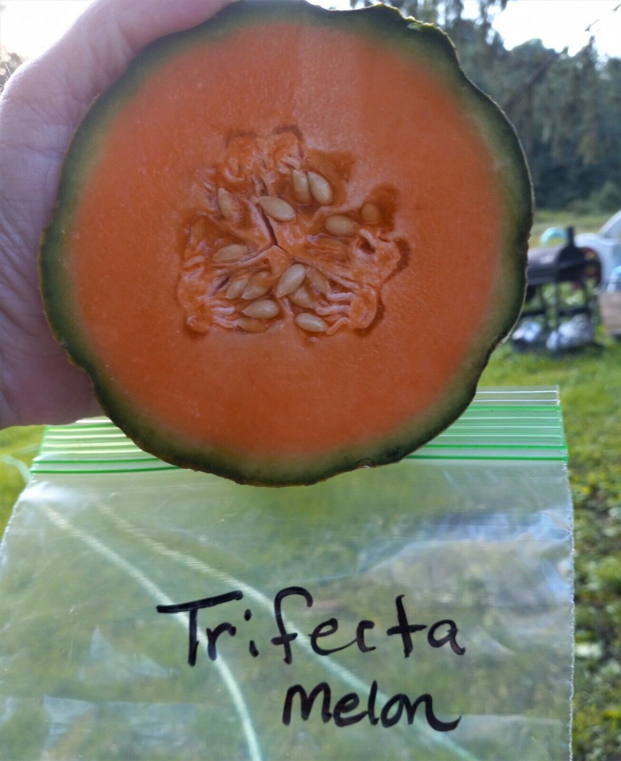 Trifecta Melon Seeds Fresh Seeds Fast Shipping