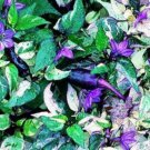 Trifetti Ornamental Pepper Med Heat Beautiful Fresh Seeds Fast Shipping
