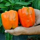Tropical Orange Bell Pepper Beautiful Bold Color Fresh Seeds Fast Shipping