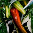 Variegated Fish Pepper Seeds Delicious Hot Variegated Peppers Plants Fresh Seeds Fast Shipping