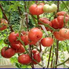 Vinson Watts Tomato Seeds Fresh Seeds Fast Shipping