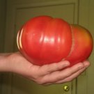 Watermelon Beefsteak Tomato Seeds Giant Tomatoes Fresh Seeds Fast Shipping