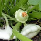 White Bush Scalloped Squash 15 Seeds Great For Baking Frying Stuffing Fresh Seeds Fast Shipping