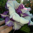 White Purple Stripe Devil Trumpet Datura Seeds 56 Ft Tall Fresh Seeds Fast Shipping