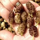 White Purple Variegated Mulberrysgrow Your Own Mulberry Trees 20 Seeds Fresh Seeds Fast Shipping
