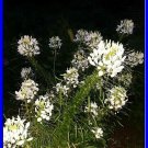 White Queen Cleome Seeds Spider Flower 30 Seeds Fresh Seeds Fast Shipping