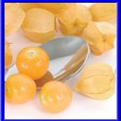 Wild Sweet Husk Cherry Tomato Seeds 20 Seeds Loads Of Fruit Fresh Seeds Fast Shipping