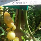 Yellow Candy Cherry Tomato 20 Seeds The Sweetest Cherry Tomato Fresh Seeds Fast Shipping