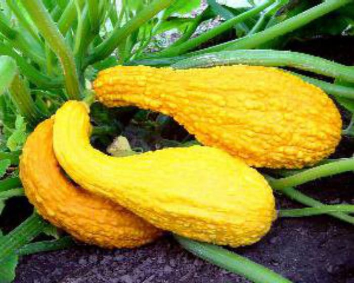 Yellow Crookneck Squash Seeds Bumpy Squash Great Taste Fresh Seeds Fast Shipping