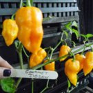 Yellow Gourmet Jigsaw Pepper Seeds Extremely Hot Fresh Seeds Fast Shipping