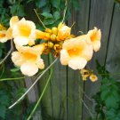 Yellow Hummingbird Trumpet Vine Seeds Hardy Hummingbirds Love It Fresh Seeds Fast Shipping