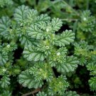 Aerva Javanica Kapok Or Desert Cotton Seeds Fresh Seeds Fast Shipping