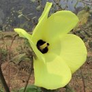 Canna Indica Var Warszewiczii Unusual Canna Species Seeds Fresh Seeds Fast Shipping