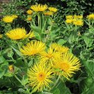 Ocimum Kilmandscharicum African Blue Or Camphor Basil Herb Seeds Fresh Seeds Fast Shipping
