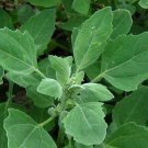 Verbascum Thapsus Mullein Herb Seeds Fresh Seeds Fast Shipping