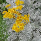 Inula Helenium Elecampane Large Yellow Flowers Perennial Seeds Fresh Seeds Fast Shipping