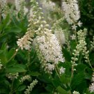 Cyrtanthus Brachyscyphus Knysna Lily Seeds Fresh Seeds Fast Shipping