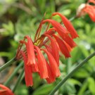 Cucumis Melo Vine Peach Or Mango Melon 25 Seeds Fresh Seeds Fast Shipping
