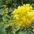 Cassia Hebecarpa Hardy Senna Yellow Flowers Seeds Fresh Seeds Fast Shipping