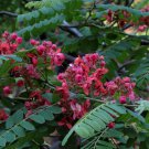 Rubus Ellipticus Himalayan Golden Raspberry Fruit Seeds Fresh Seeds Fast Shipping