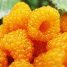 Berberis Aristata Himalayan Barberry Seeds Fresh Seeds Fast Shipping