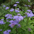Mimosa Quadrivalvis Hardy Sensitive Plant Seeds Rare Fresh Seeds Fast Shipping