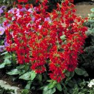 Brasica Nigra Mustard Edible Seeds And Leaves Seeds Fresh Seeds Fast Shipping