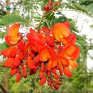 Viburnum Prunifolium Black Haw Viburnum Shrub Seeds Fresh Seeds Fast Shipping