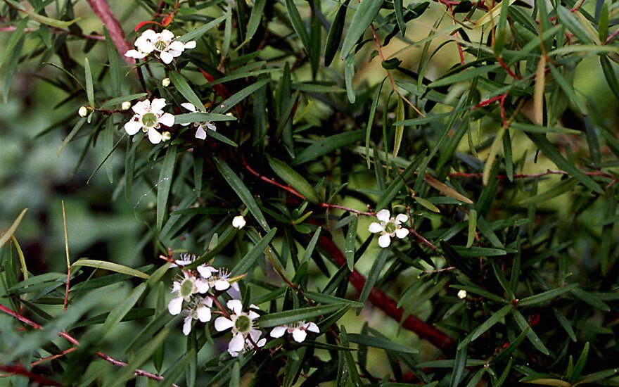 Leptospermum Rupestre Alpine Tea Tree Seeds Fresh Seeds Fast Shipping