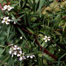 Leptospermum Rupestre Alpine Tea Tree Seeds Fresh Seeds Fast Shipping