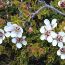 Sambucus Racemosa Red Elderberry Shrub Seeds Fresh Seeds Fast Shipping