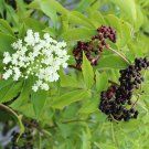 Decalepis Hamiltonii Swallow Root Seeds Fresh Seeds Fast Shipping