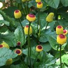 Cyclanthera Pedata Stuffing Cucumber Seeds Fresh Seeds Fast Shipping