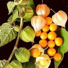 Crotalaria Pallida Smooth Rattlebox Golden Yellow Flowers Seeds Fresh Seeds Fast Shipping