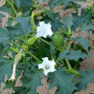 Mallotus Tetracoccus Rusty Kamala Tree Seeds Fresh Seeds Fast Shipping