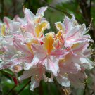 Rhododendron Mucronulatum Rhododendron Seeds Fresh Seeds Fast Shipping