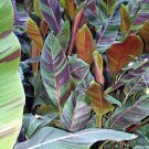Metrosideros Tomentosa Syn Excelsa New Zealand Christmas Tree Seeds Fresh Seeds Fast Shipping
