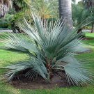 Sabal Miamiensis Miami Palmetto Seeds Fresh Seeds Fast Shipping