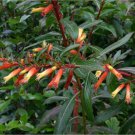 Rhododendron Catawbiense Catawba Rhododendron Seeds Fresh Seeds Fast Shipping