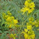 Hibiscus Calyphyllus Yellow Hibiscus Seeds Fresh Seeds Fast Shipping