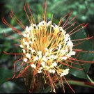 Pachyrhizus Erosus Jicama Seeds Fresh Seeds Fast Shipping