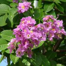 Lespedeza Thunbergii Hardy Shrub Seeds Fresh Seeds Fast Shipping