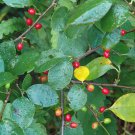 Viscum Articulatum Mistletoe Seeds Fresh Seeds Fast Shipping