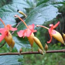 Crotalaria Spectabilis Showy Rattlebox Golden Yellow Flowers Seeds Fresh Seeds Fast Shipping