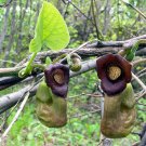 Thespesia Populnea Portia Tree Seeds Fresh Seeds Fast Shipping